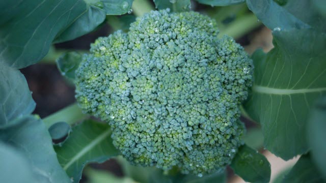 Ammonium and Broccoli