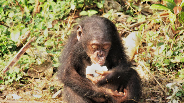 Chimpanzee (Pan troglodytes)