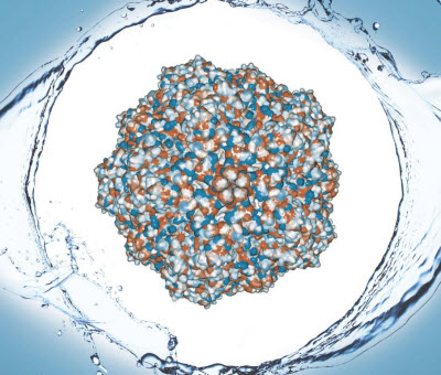 The water-repellant shell of proteins that make of the capsid of a porcine parovirus