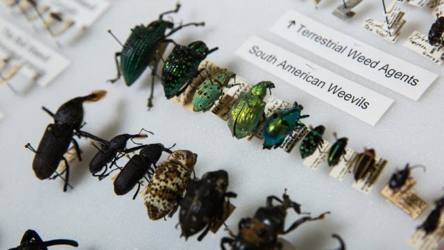 Specimen collection