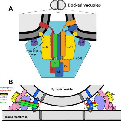 Shared and distinct features of membrane fusion from yeast to humans
