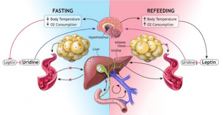 how the body’s fat cell-liver-uridine axis works to maintain energy balance