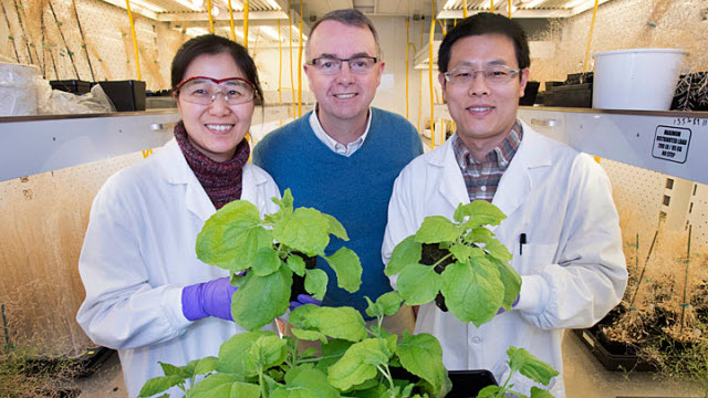 Brookhaven plant research team
