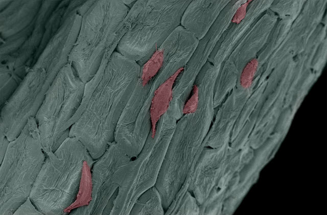 Human fibroblast cells, common connective tissue cells, growing on decellularized parsley