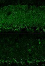 Green fluorescence indicating Nrl gene expression in mouse retina