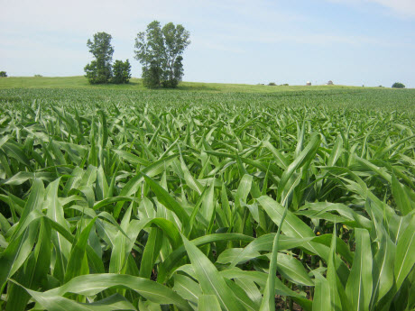 young rows of corn