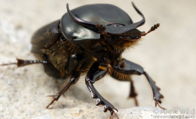 Onthophagus taurus 