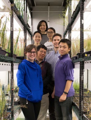 Iowa State University researchers detail genetic mechanisms that govern growth and drought response in plants