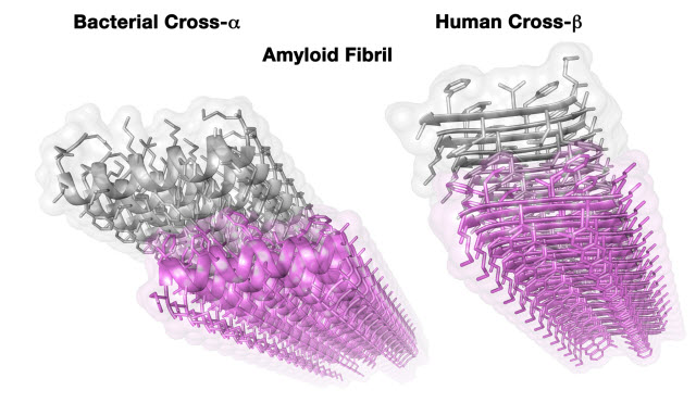 Crystal structures of disease-associated human amyloid fibril (right) and novel bacterial amyloid fibril