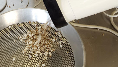 pouring sorghum from the popper into the sieve