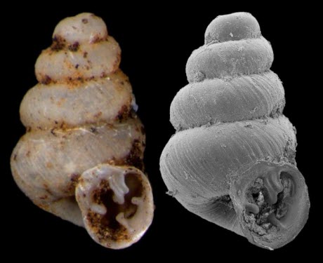 The Shell of the New Species, Gastrocopta Sharae