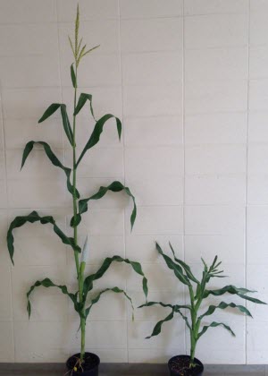 normal and mutant maize plants