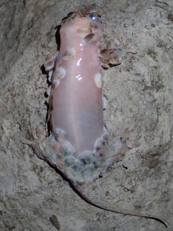 Denuded Geckolepis megalepis