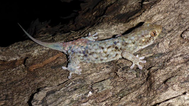 Geckolepis megalepis