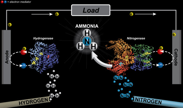 A diagram of the chemistry used in a hydrogenase-nitrogenase ammonia producing fuel cell