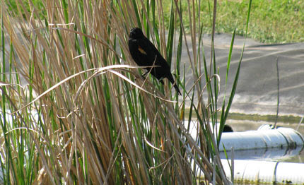 male red-winged blackbird