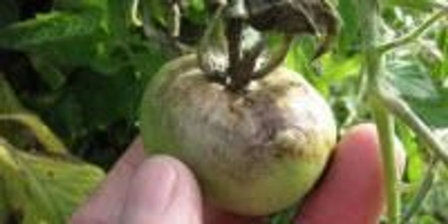 Research Findings Could Help Prevent Crop-Killing Pathogen from Coming ...
