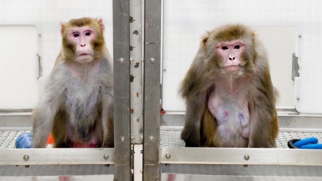 rhesus monkeys 