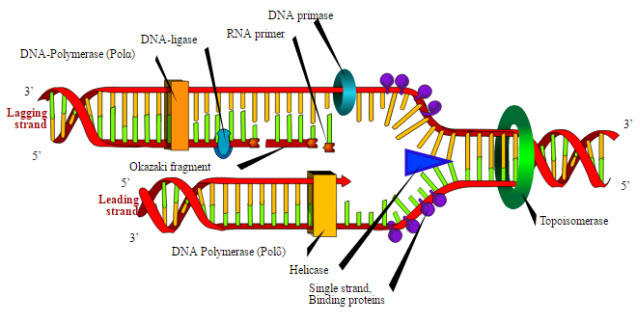 Helicase action in DNA replication