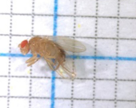 transgenic fruit fly