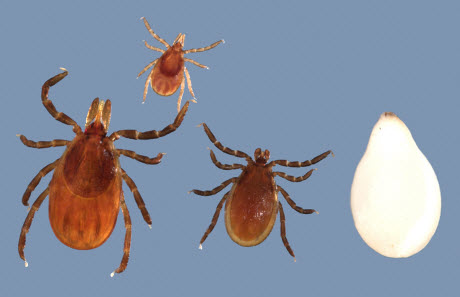 Black legged ticks