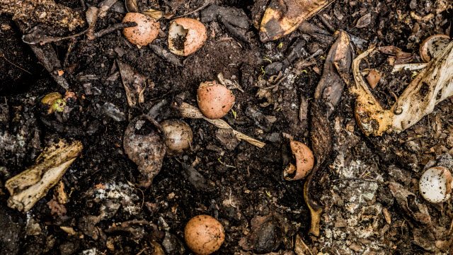 food scraps in a compost heap