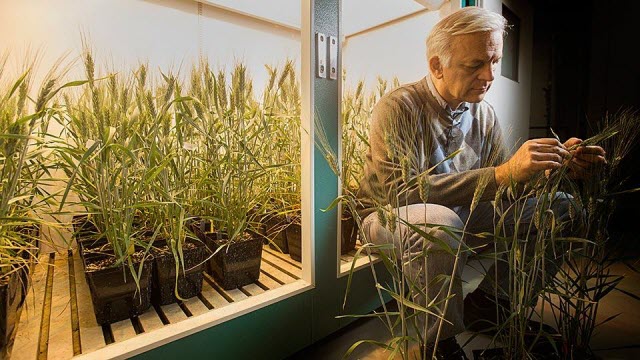 Plant geneticist Jorge Dubcovsky