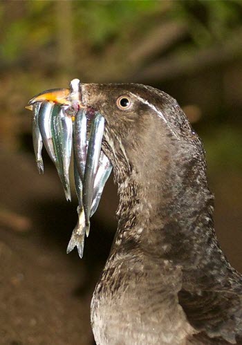 seabird eating fish