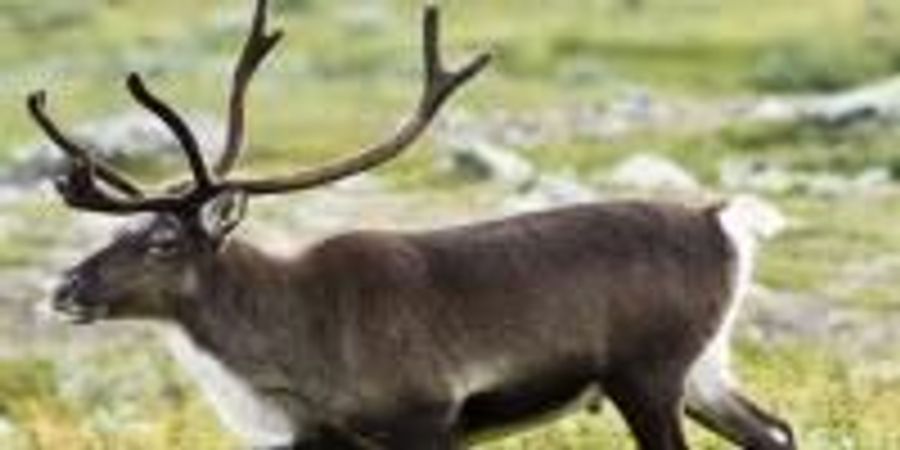 Could Rudolph and Friends Help to Slow down Our Warming Climate? | Lab ...