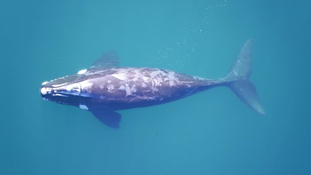 Southern Right Whale