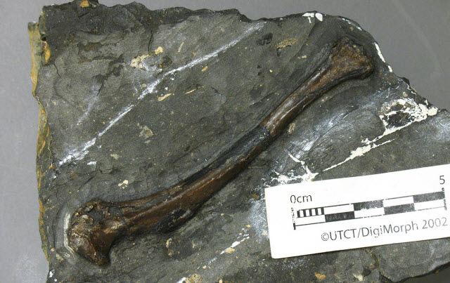 Tingmiatornis arctica bird fossil