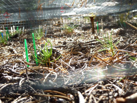 Limber pine seedlings