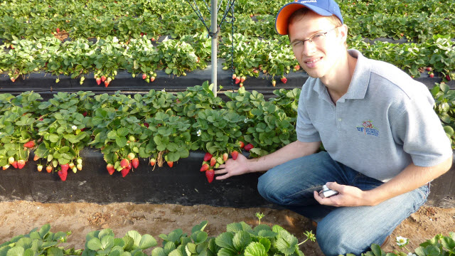 Vance Whitaker, a UF/IFAS associate professor of horticultural sciences and a strawberry breeder