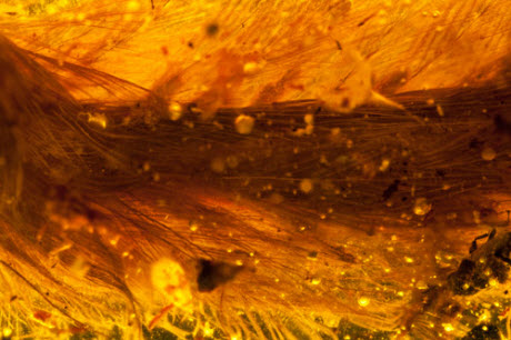 feathered dinosaur tail in amber