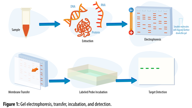 western blot analysis definition