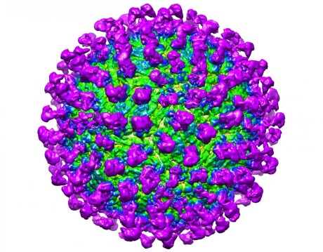 C10 antibody