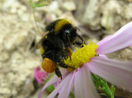 bee