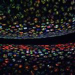 Color-labeling blood stem cells