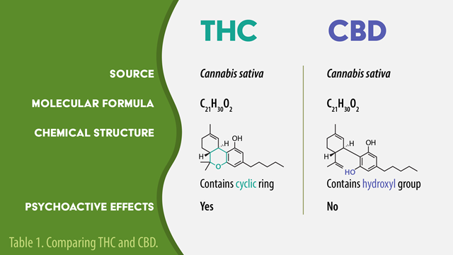 THC vs CBD: Uses, Side Effects, and Structure | Lab Manager