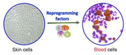 Making blood from skin cells through direct reprogramming.