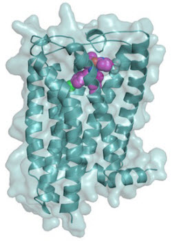 Illustration of human cannabinoid receptor