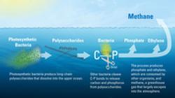 Methane in the Ocean