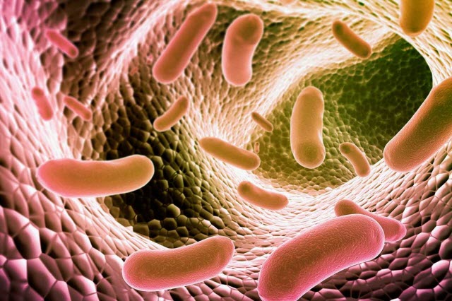 gut bacteria