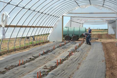 Newly planted tomatoes in the Texas A&M AgriLife high tunnels