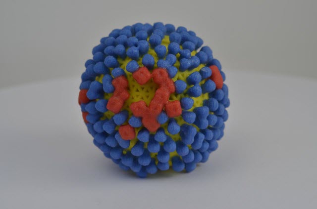 a 3-D print of influenza virus