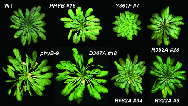 Phytochrome mutants