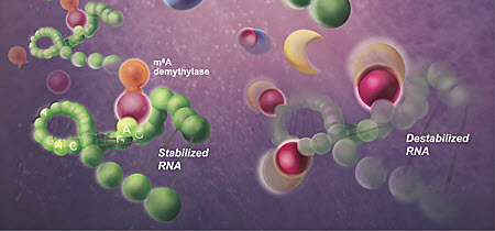 Human cells modify viral RNA with m6A