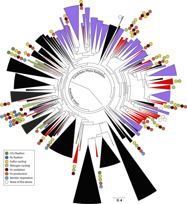 Stunning diversity, visualized