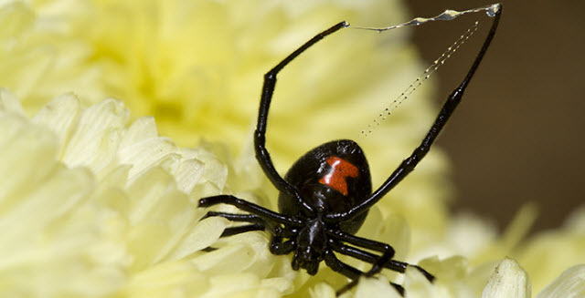 black widow spider