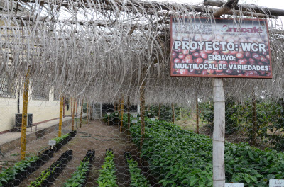 Coffee varieties in a research plot